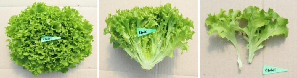 이자벨